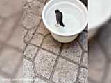 آب تنی جالب مرغ مینا