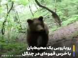فیلم فرار خرس قهوه ای از باغ وحش هویزه
