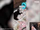 فیلم گربه خنده دار