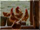 فیلم پرورش مرغ بومی  | راه اندازی مرغداری  ( ساخت پیشرفته دستگاه جوجه کشی )