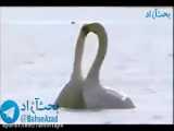 عشق بازی پرنده