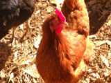 راه اندازی مرغداری | آموزش پرورش مرغ محلی ( ساخت دستگاه جوجه کشی )