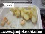 دستگاه جوجه کشی 12تایی48تایی96تایی(09148002795)