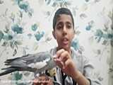 نحوه ناز کردن عروس هلندی