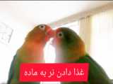 اموزش طوطی