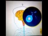 سکونس اعصاب آکورن (فرایند مراقبت از سیستم اعصاب مرکزی در نوزادان پرخطر)