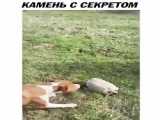 صدای پهباد۲۰۰کیلومتربرساعت