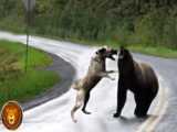 سریال خرس The Bear قسمت ۱ زیرنویس فارسی چسبیده
