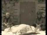 به مناسبت سالگرد بمباران شیمیایی سردشت توسط صدام بعثی