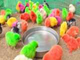 جوجه رنگی خوشمزه