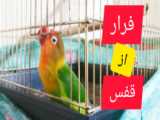 طوطیش مرد