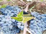 خرید انگور سیاه سردشت در وبسایت زیر.           http://shorshco.com/black-grapes/