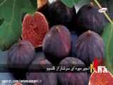 کلسیم رسانی به میوه- کود اروپایی کلسیم بر