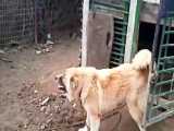 سگ روت وایلر  پرورشگاه سگهای نگهبان 09198106625