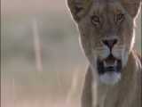 African Cats فیلم مستند راز بقا « گربه های آفریقایی » دوبله فارسی
