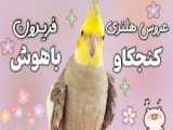انواع عروس ها . طنز