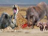جنگ شیر های کوهی با حیوانات - نبرد حیوانات وحشی حیات وحش