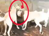 سگ مانکال در مقابل خرس :: حمله خرس عصبی به سگ کانگال