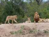 دیدار شیر نر و ماده در طبیعت!!!!