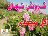 فروش نهال گل محمدی بیخار،فروش نهال گل محمدی بدون خار ۰۹۱۴۸۲۸۶۳۴۱