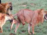 حیات وحش - مبارزه شدید مادر بوفالو با شیرها برای محافظت از گوساله