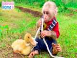 بچه میمون با جوجه اردک ها در استخر کوچک شنا می کند - خانه حیوانات