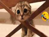 ویدیوهای بامزه و خنده دار گربه برای خنده - گربه های کیوت