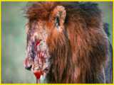 مستند حیات وحش - دو شیر نر در حال کشتن زرافه - شکار حیوانات