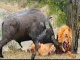 حیات وحش، پرش بلند شیر برای شکار غزال/مبارزه بوفالو وشیر برای بقاء در حیات وحش