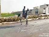 اسب اصیل عرب Arabian horse
