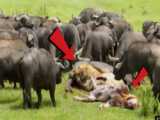 حمله حیوانات - سگ های وحشی، بوفالو را به دام انداختن - دنیای حیوانات
