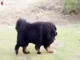 ماستیف تبتی یکی از بزرگترین سگ های روی زمین