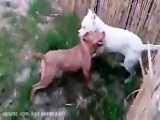 مبارزه سگ چوپان آسیای مرکزی با خرس هیولا /جنگ حیوانات وحشی