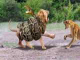 شکار کفتار توسط شیر- حمله حیوانات وحشی- جنگ و نبرد کفتار با شیر
