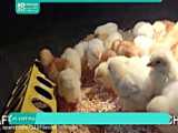 آموزش پرورش مرغ بومی-مرغ محلی-نیاز مرغ به گوشت