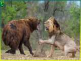 شیرها در مقابل ببرها کدام پادشاه واقعی جنگل است - نبرد های وحشتناک تا سر حد مرگ