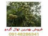 معرفی کسب درآمد میلیاردی از گردوکاری در کوهدشت،الشتر،خرم آباد