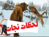 مستند راز بقا / قدرت نمایی یوزپلنگ ها...