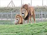 حیات وحش،شیرها پلنگ پیر را به دام می اندازند و به آن حمله می کنند