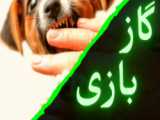 گاز گرفتن توله سگ