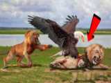 عقاب های عصبانی در مقابل شیر - جنگ شیر با عقاب