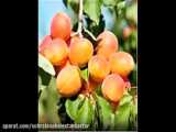 قیمت نهال زردآلو ۰۹۱۴۸۲۸۶۳۴۱