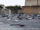 نماهنگ زیبای ۳۱۳ با صدای محمد غلوم