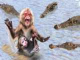 حیات وحش - عقاب مادر مشغول شکار میمون است - شکار حیوانات