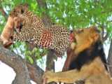 نبرد حیوانات - شیر هنگام مواجهه با گله بوفالو - شیرها در برابر بوفالو