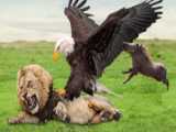 عقاب در حال شکار شیر برای انتقام