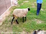 پرورش گوسفند رومانوف    طرح توجیهی گوسفند رومانوف 98