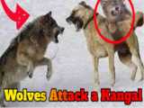 دعوای سگ بنگال - مبارزه سگ های بنگال