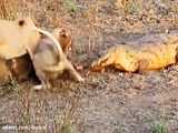 نبرد حیوانات - شیر پیر وقتی تنهاست توسط گله گاومیش مورد حمله قرار می گیرد