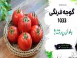 آلینا 1024 ؛ رقم زودرس پرطرفدار